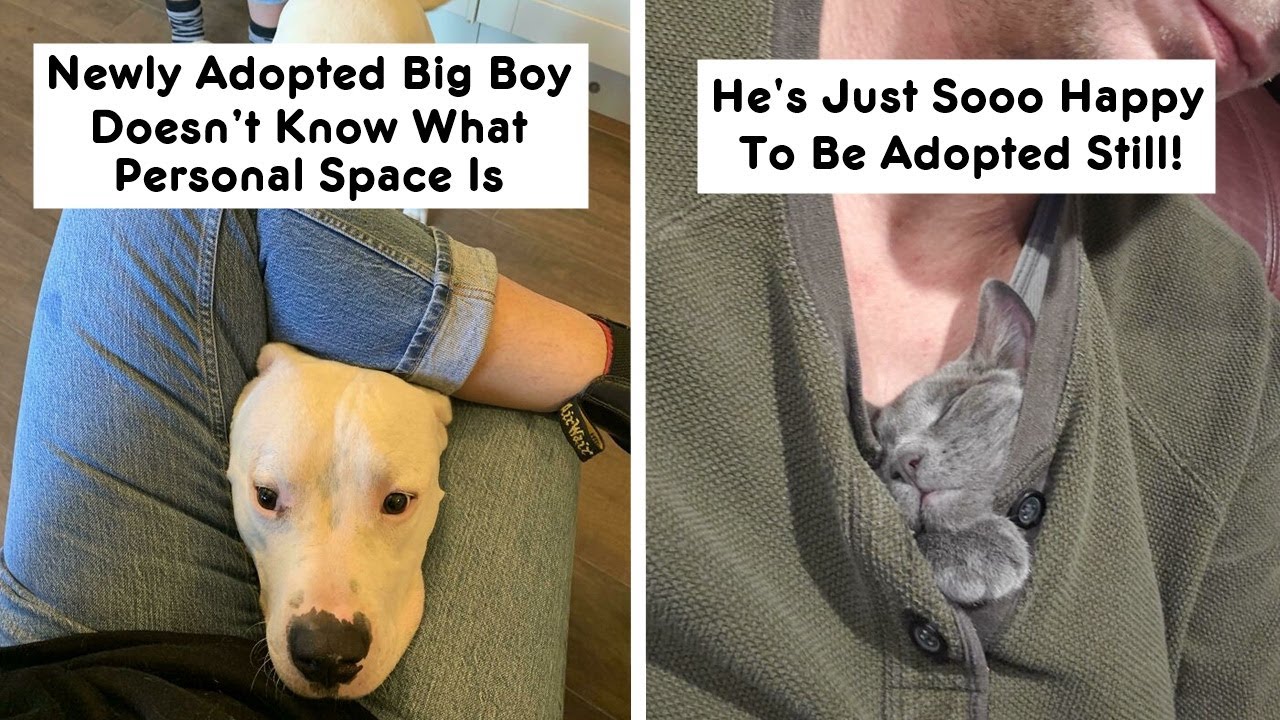 The Most Wholesome Rescue Pet Photos This December