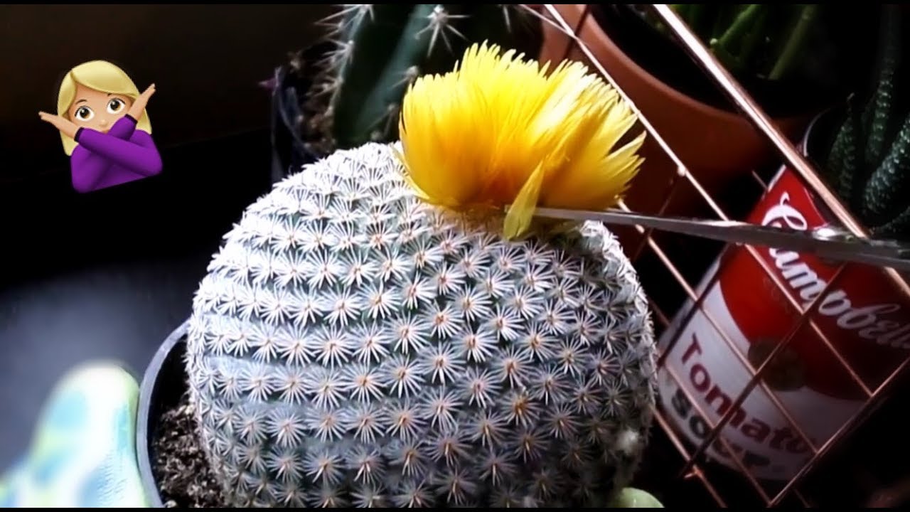 STOP PUTTING THESE ON MY CACTUS / removing fake flowers on cactii / 🌵