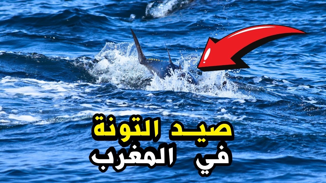 صيد التونة في المغرب: تعرف على أساليب وتقنيات الصيد المستخدمة