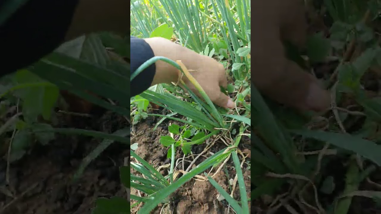 Fresh Garlic Leaves 🌿 #garlic #crop #planting