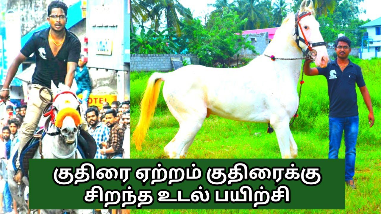 குதிரை வளர்ப்பில் உள்ள சவால்கள் | Stallion Horse