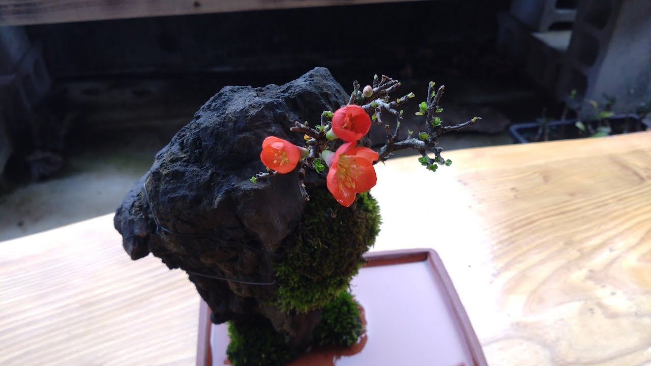 【創作】長寿梅/チョウジュバイの石付き盆栽を作る  ♯714
