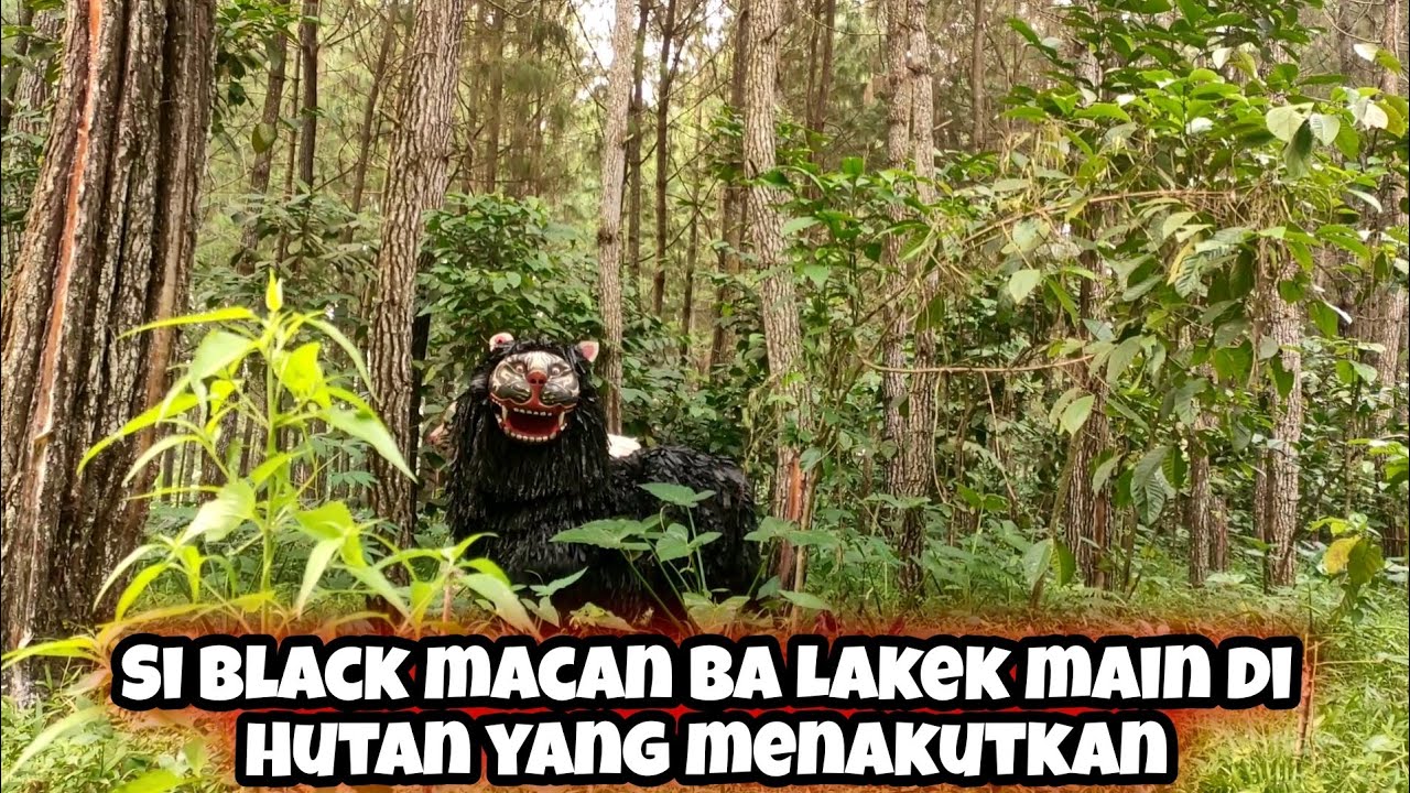 SI BLACK CAN MACANAN BA LAKEK HAMDIANS MAIN DI HUTAN YANG MENYERAMKAN
