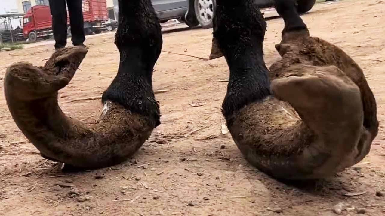 The Donkey Leg Grew Wildly, Twisted Like A Pretzel, And Needed Immediate Attention.【ASMR HOOF】