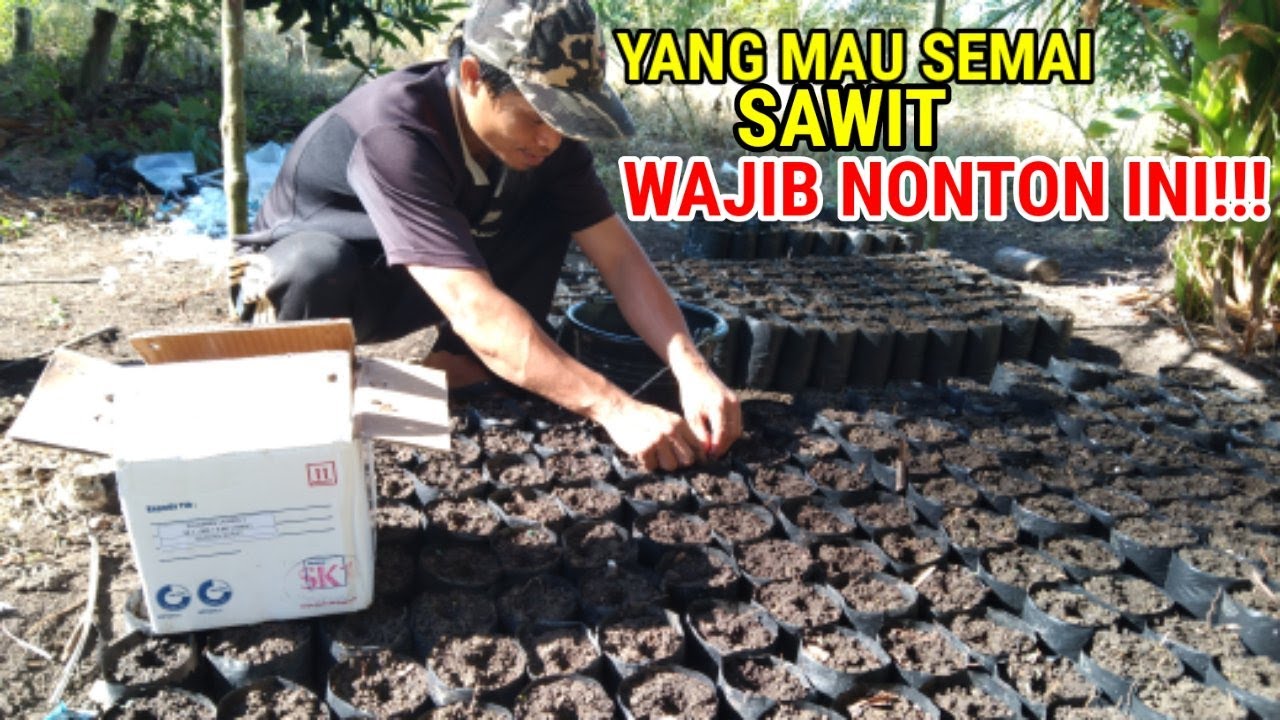 PENNTING..!! PERLAKUAN KHUSUS KECAMBAH SAWIT SEBELUM DISEMAI DI POLIBEK!!