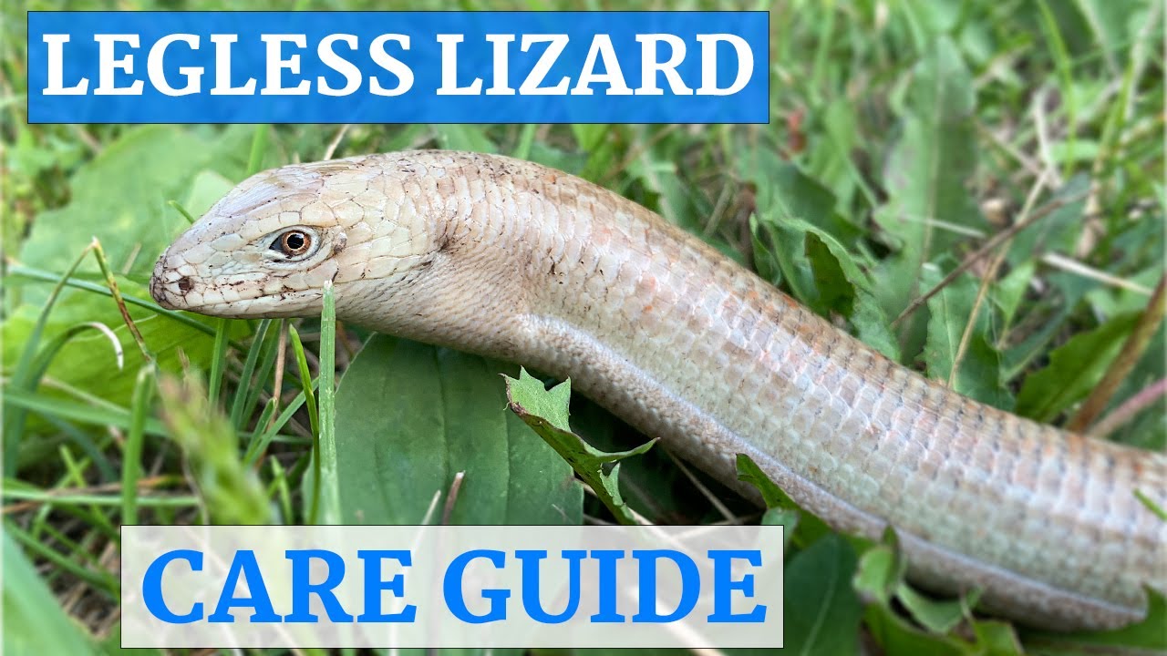 European Legless Lizard In-Depth Care Guide