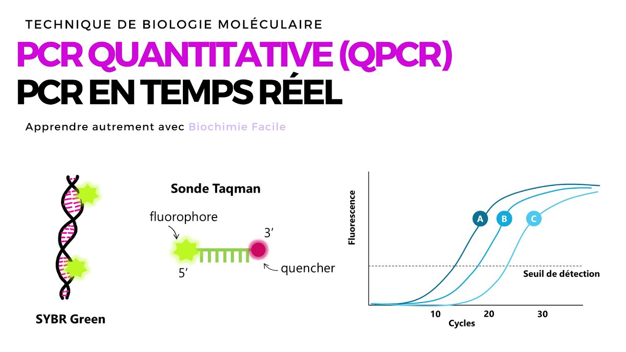 PCR quantitative (qPCR, PCR en temps réel)