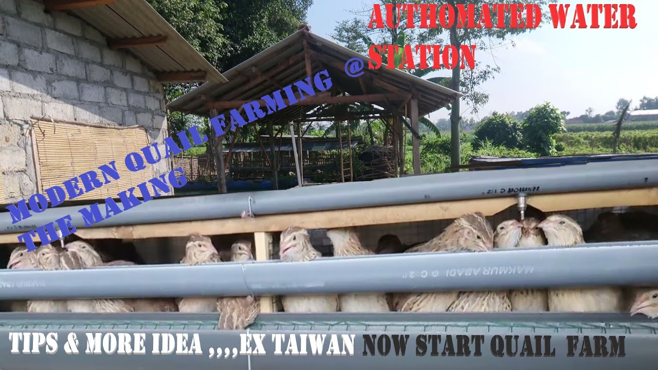Quail Farming @ The Making
