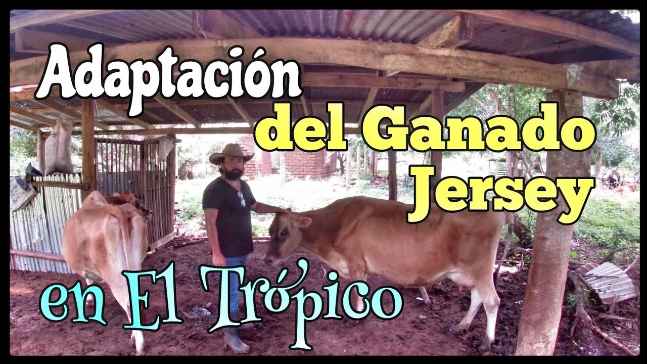 Adaptación de Ganado Jersey en clima caliente o tropical húmedo.