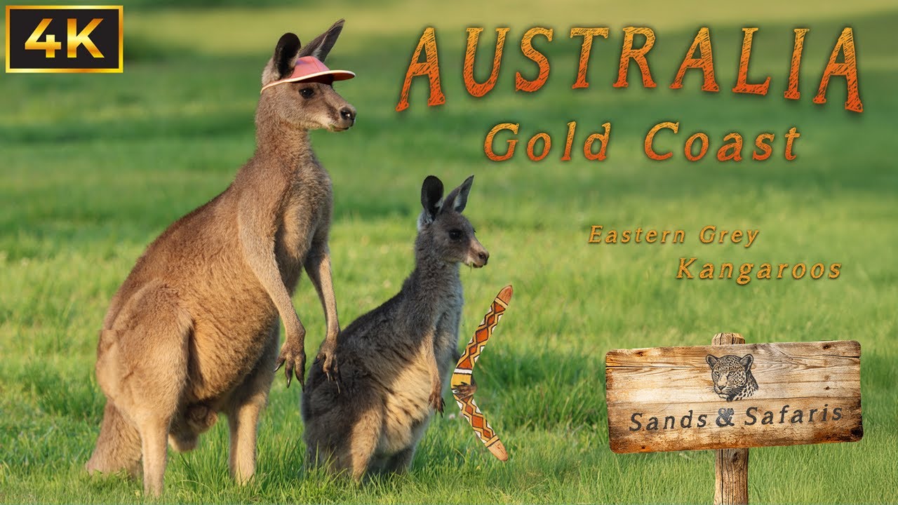 Relaxing with Eastern Grey Kangaroos in Queensland, Gold Coast | Wild Australia