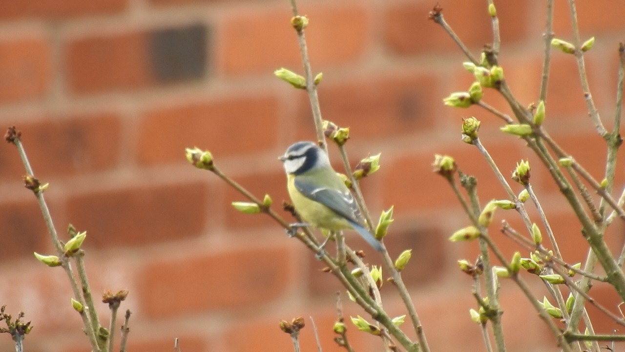 Wild Birds in my Garden. Feed the birds UK 07 03 26