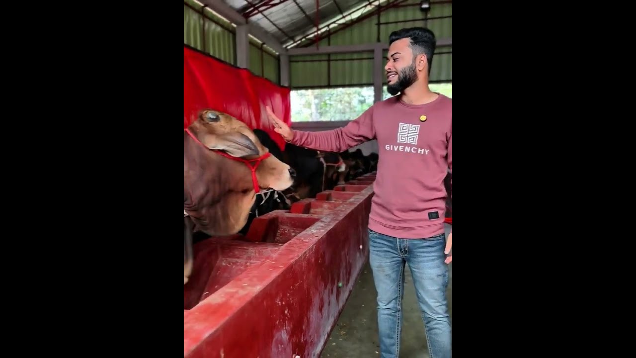 এই নিয়মে গরু পালন করলে আপনি লাভবান হবেন নিশ্চিত।