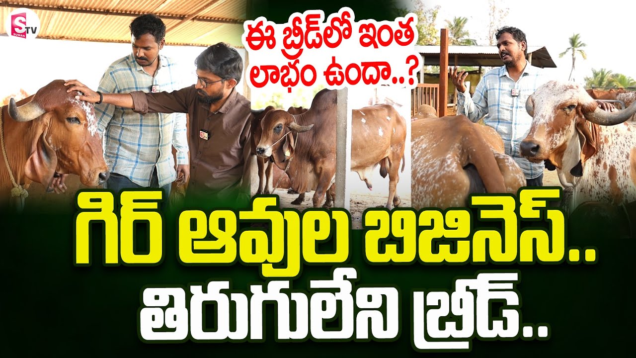 గిర్ ఆవుల బ్రీడ్ లో ఇంత లాభం ఉందా..| Gir Breed Cow Farming In Telugu | SumanTV Rythu