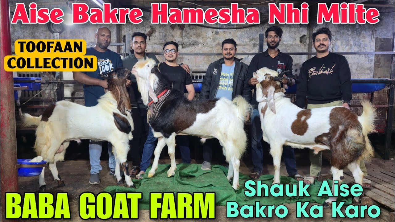 Aise Bakre Hamesha Nhi Milte At BABA GOAT FARM | Top Quality Andul Goat In Bhiwandi 
