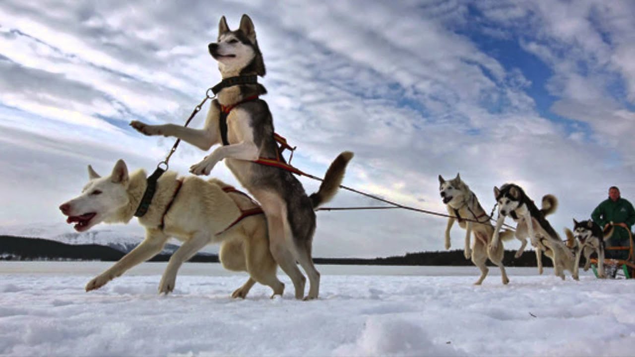 Alaskan Klee Kai
