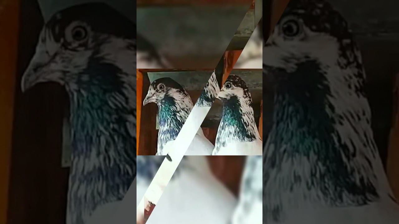 pure Ali walay kabooter ki pachean high flyer pigeon plz my channel subscribe like share