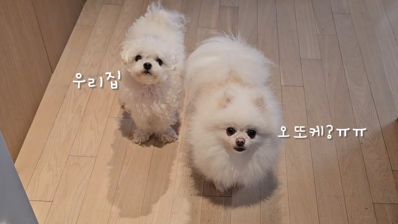 큰일 났어요! 폭우 때문에 집이 난리가 났어요ㅠㅠ
