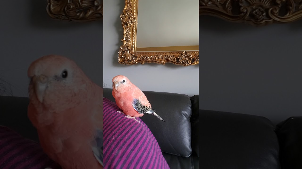 Bourke parrot Saphir sing / Ma perruche de bourke Saphir chante!