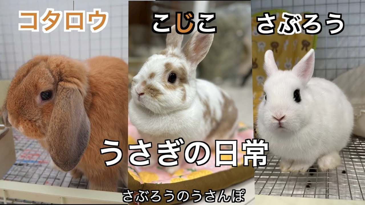 【#41うさぎの日常🐰】さぶろうのうさんぽだけの動画特集🎥