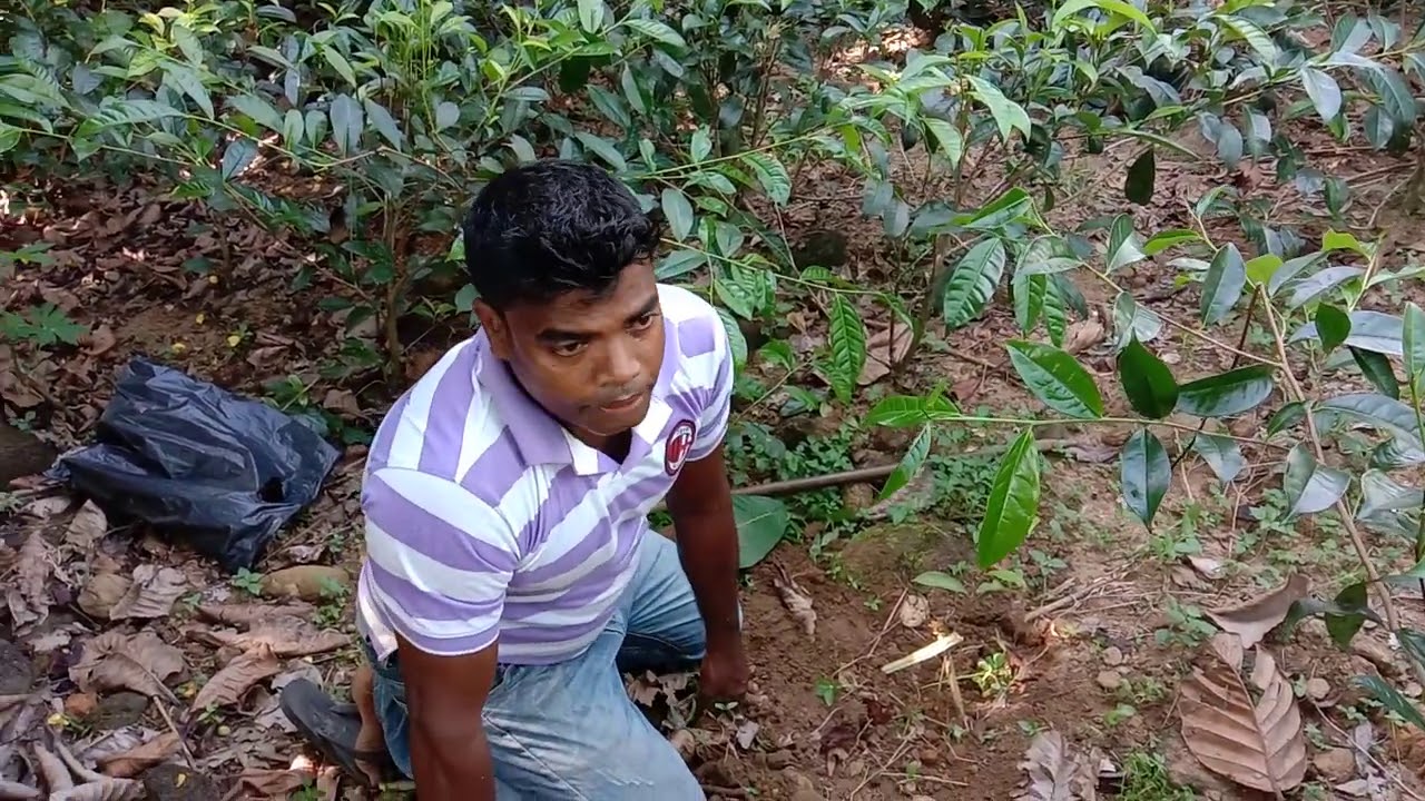 තේ පැල හරි ආකාරව සිටුවා ගැනිම