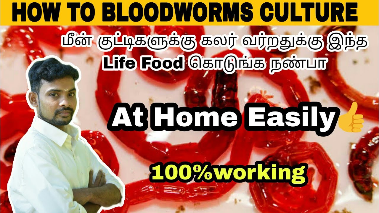 Bloodworms Culture | At Home Easily | Aathi Aqua Vlog