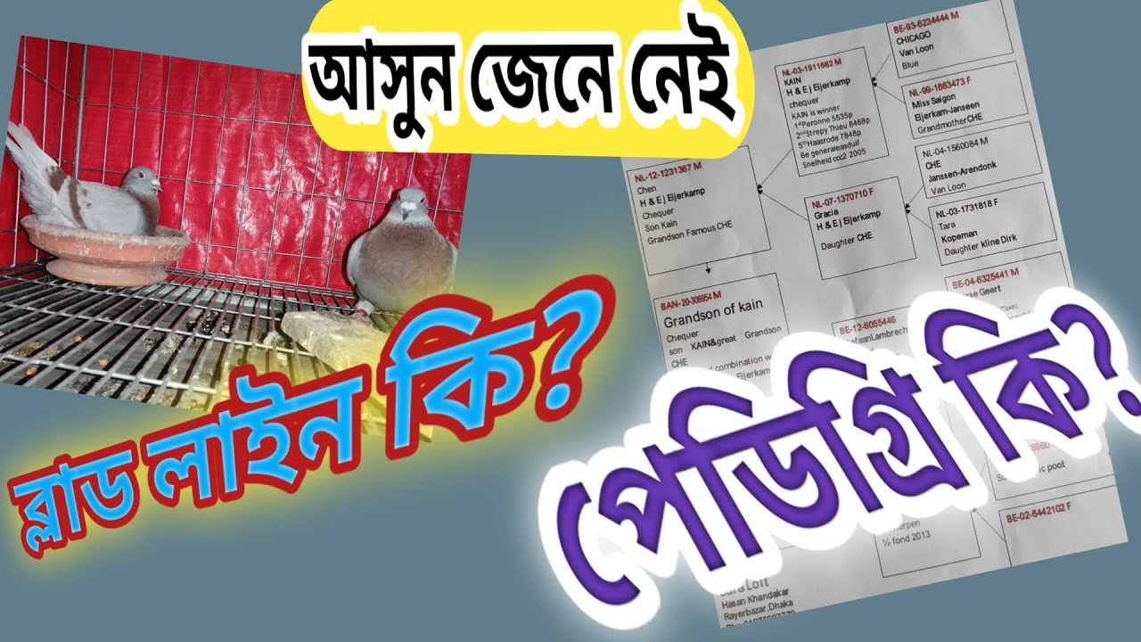 রেসিং কবুতরের পেডিগ্রী কি ? | রেসার কবুতরের ব্লাড লাইন কি ?