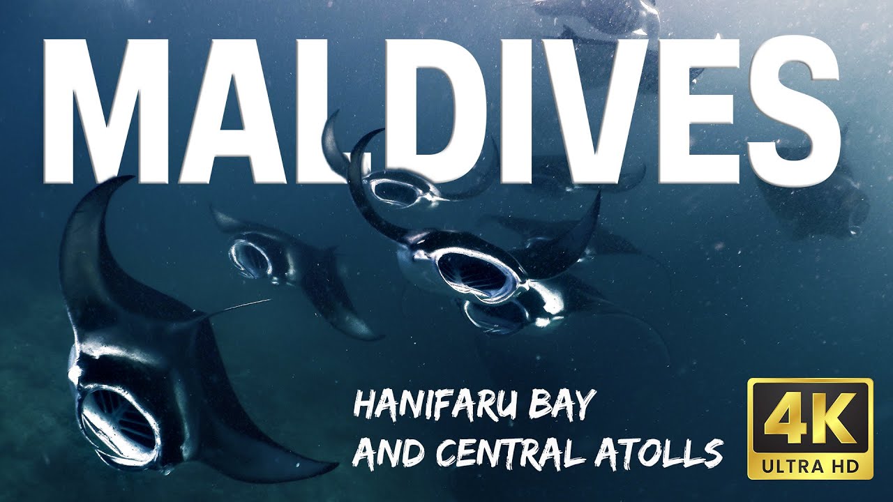 4K MALDIVES | Mantas, Sharks and Rays | Hanifaru Bay and the Central Atolls