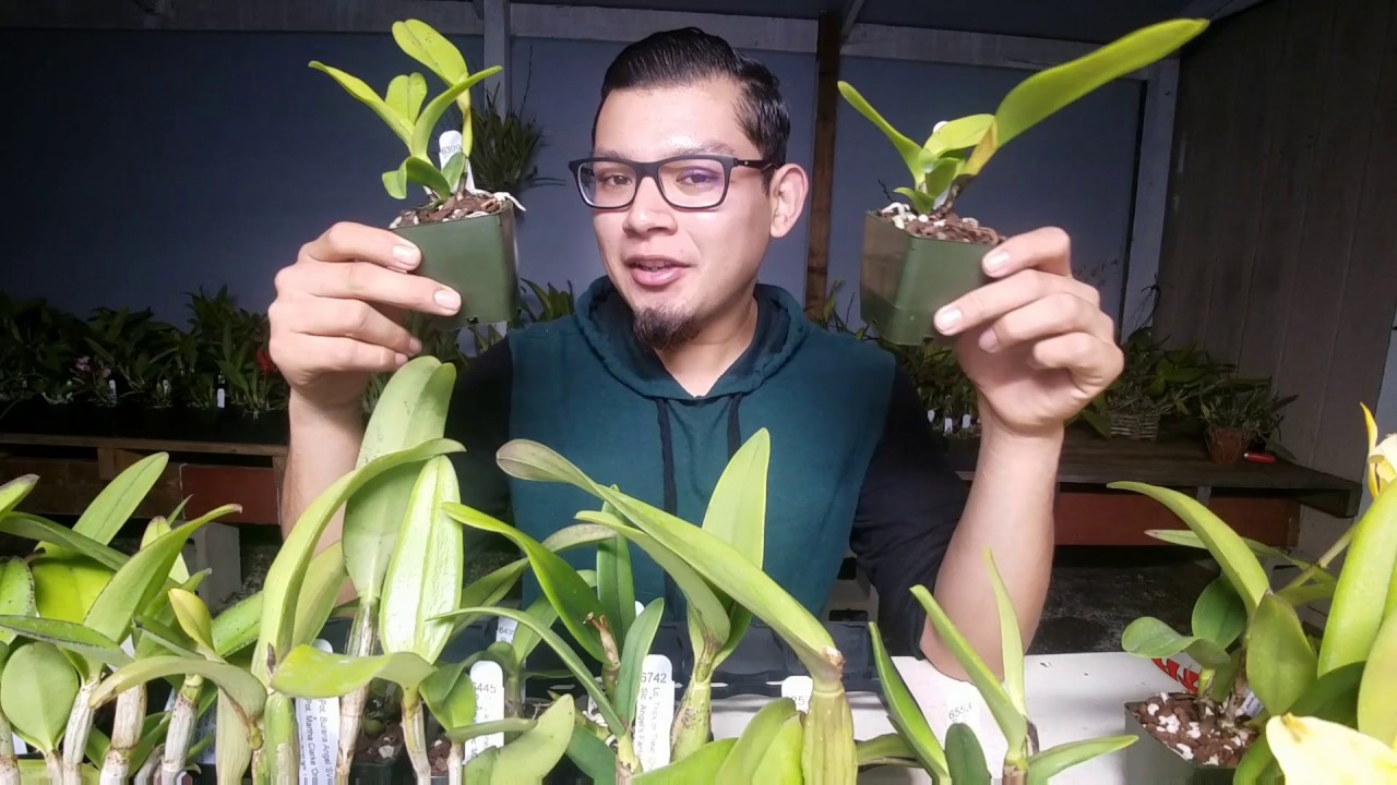May Orchid Haul and How I got started with Orchids!