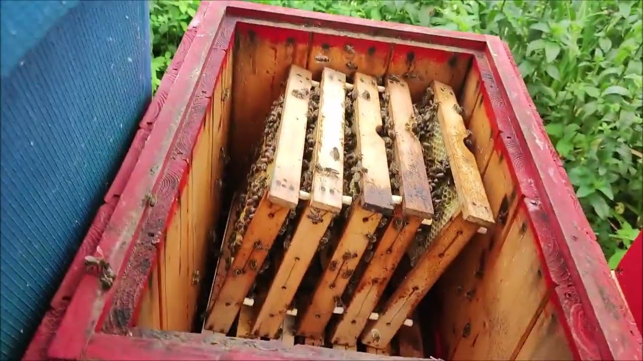 Přesouvám včelstvo na jiné rámkové míře včelích rámečků v oplodňáčku do klasického úlu s rámky 39/24