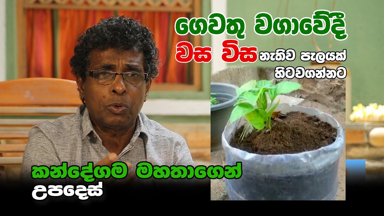 #kandemahagamaya #thilakkandegama වස විසින් තොරව පැලයක් හිටවන්න කන්දේගම මහතාගෙන් උපදෙස්