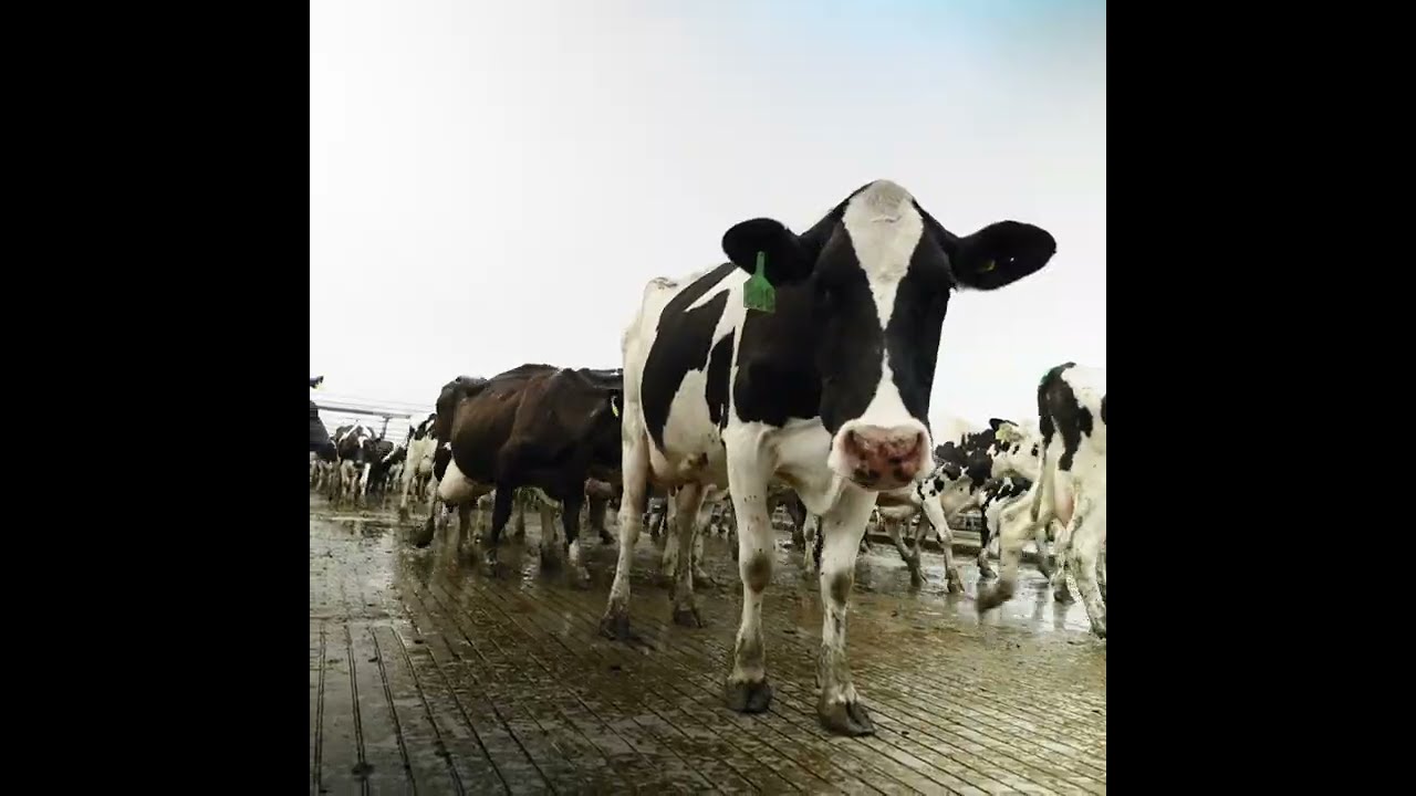 Fancy a career in dairy? Learn all you need to know with NZ Dairy Careers!