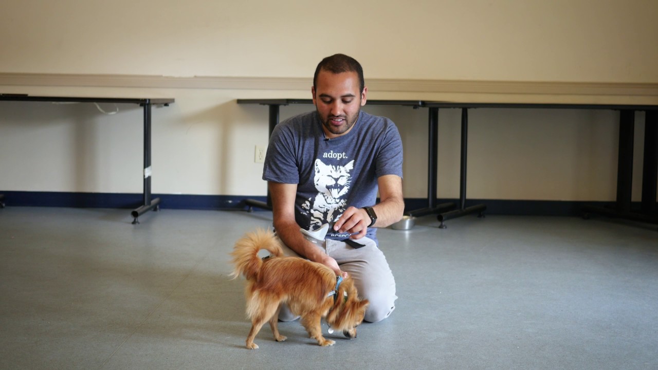 Tip Tuesday: Dogs Who Dislike Being Brushed