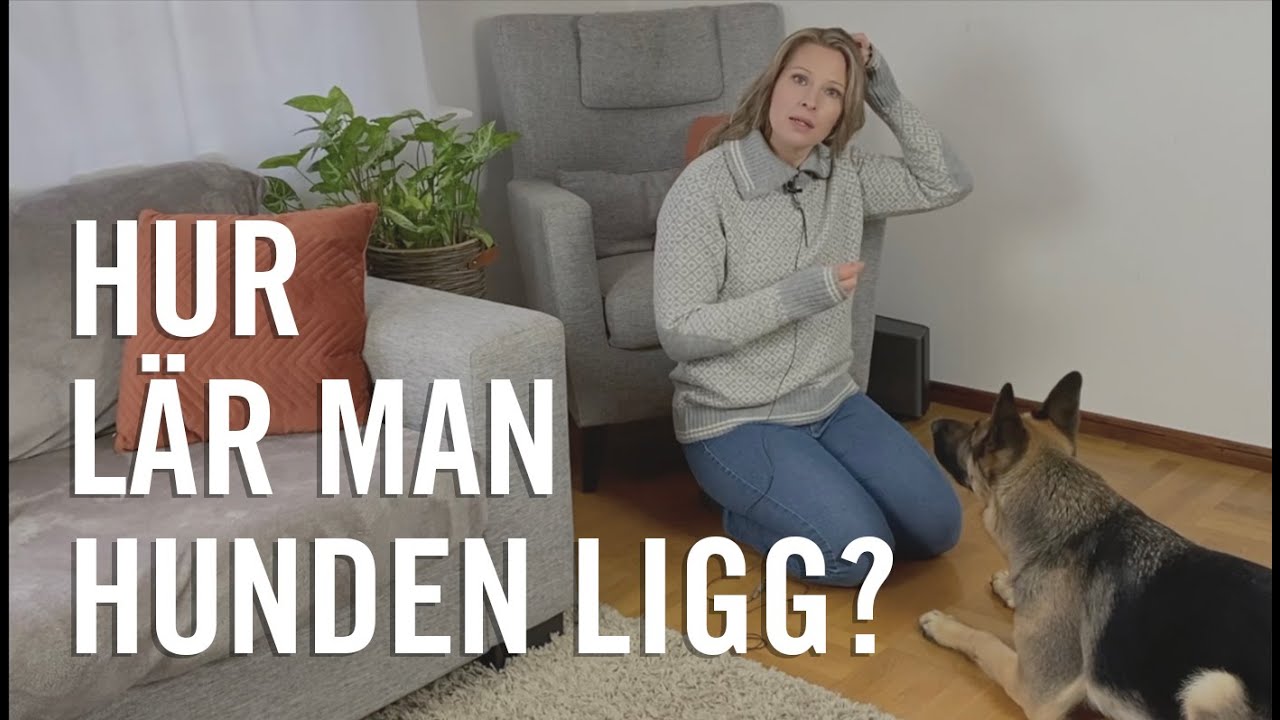 Hur lär man hunden ligg?