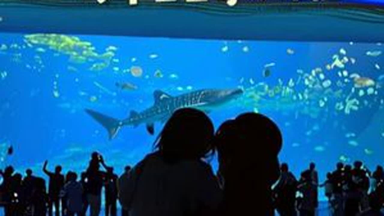 带着一岁半小朋友畅游珠海长隆是种什么体验！#珠海长隆 #珠海长隆海洋王国攻略 #珠海长隆横琴湾酒店