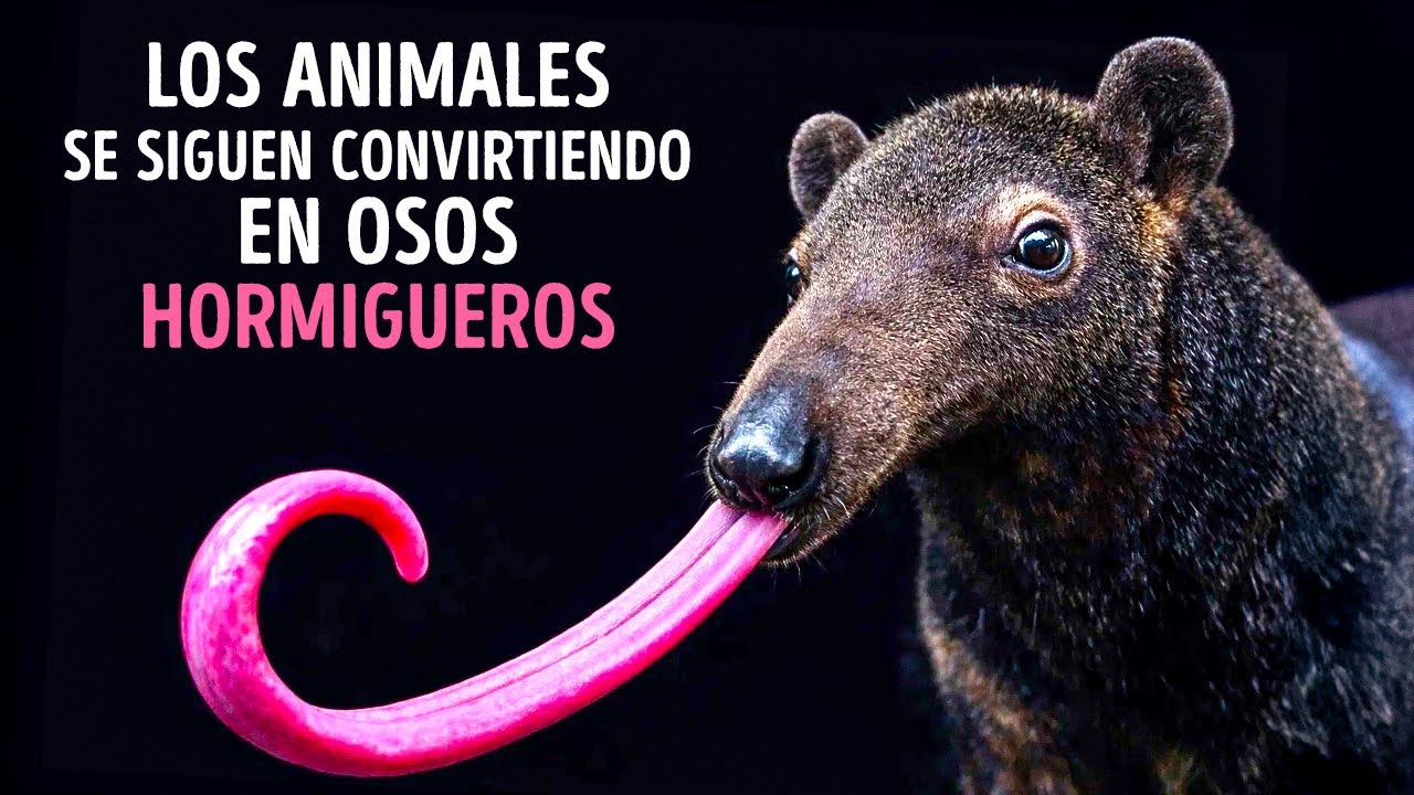 Por qué los mamíferos siguen evolucionando hacia osos hormigueros