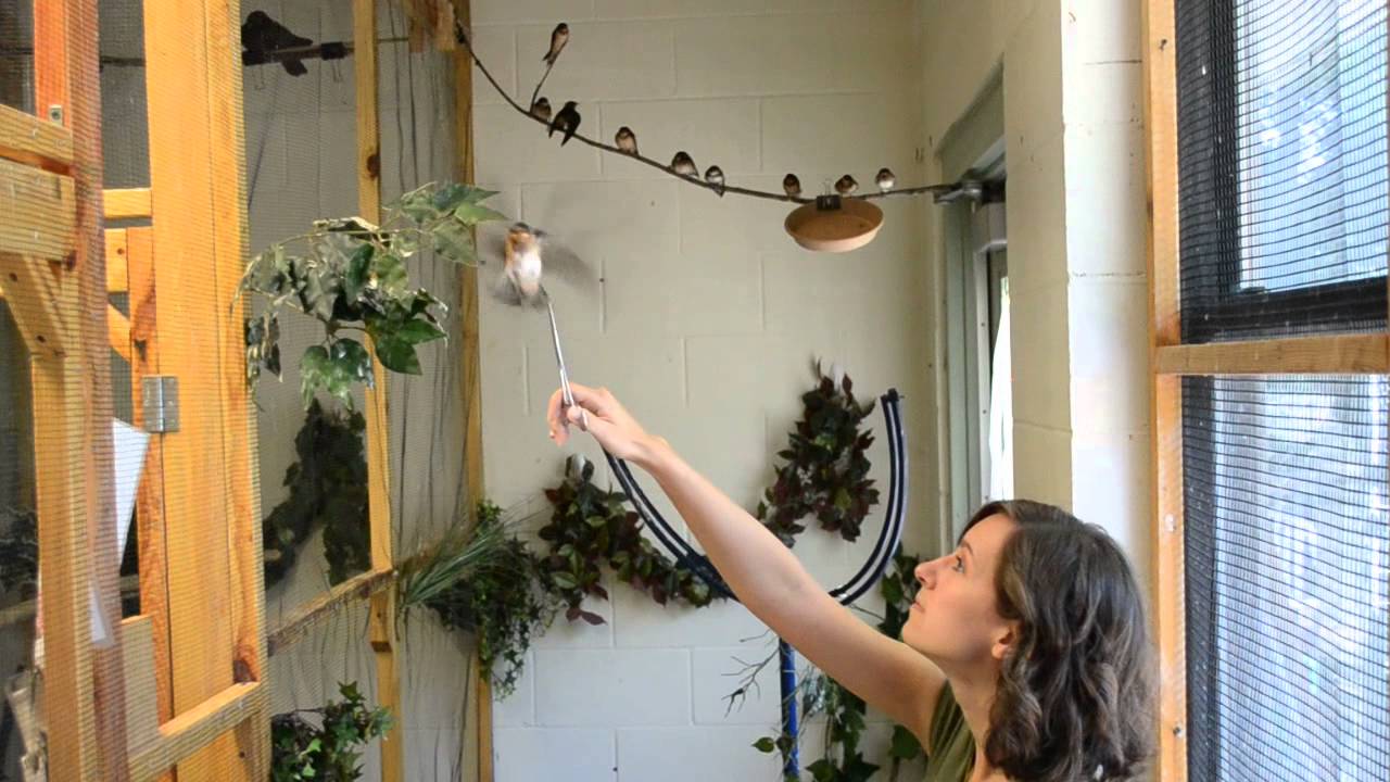 Training Swallows to Feed in Flight