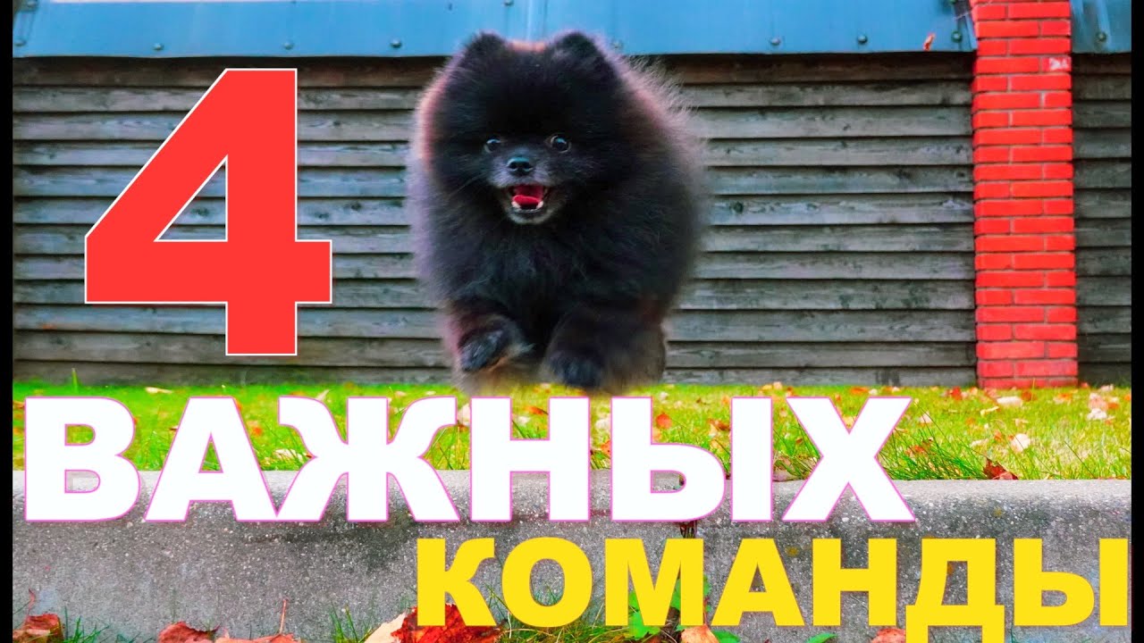🐶 4 ВАЖНЕЙШИХ КОМАНДЫ для любой собаки | Юрий и шпиц Юрич