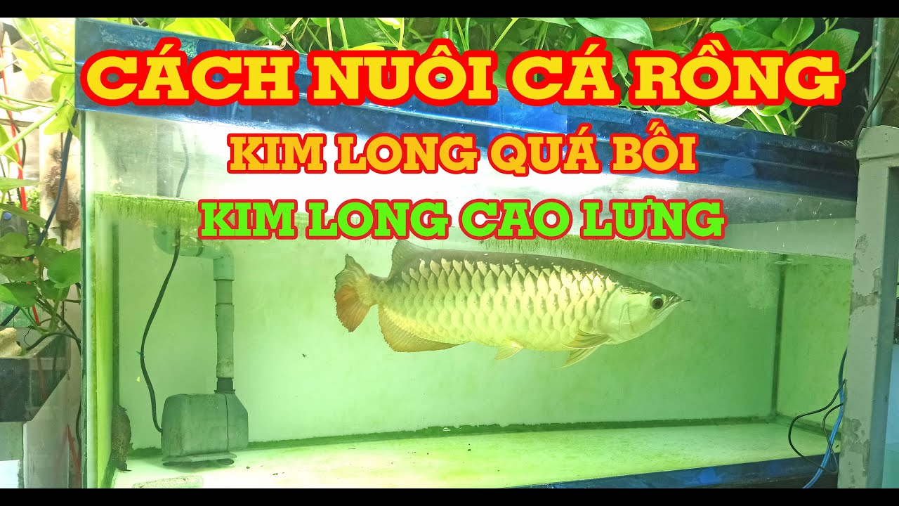 Crossback golden Arowana - CÁCH NUÔI CÁ RỒNG KIM LONG #arowana #kinhnghiem