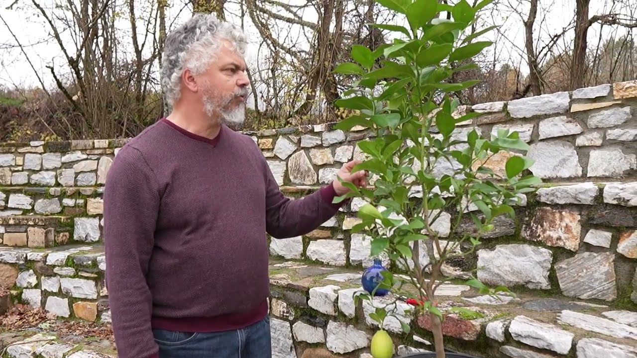 Πολλαπλασιασμός λεμονιάς με μόσχευμα.