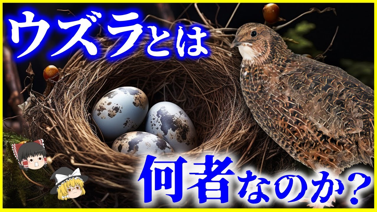 【ゆっくり解説】人間が魅了された理由とは…「ウズラ」とは何者なのか？を解説/実は渡り鳥⁉世界各国の歴史に登場する謎とは？