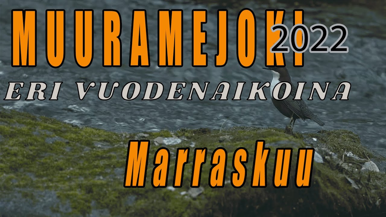 Muuramejoki eri vuodenaikona - sarjaan kuuluva Koskikara Marraskuussa 2022.