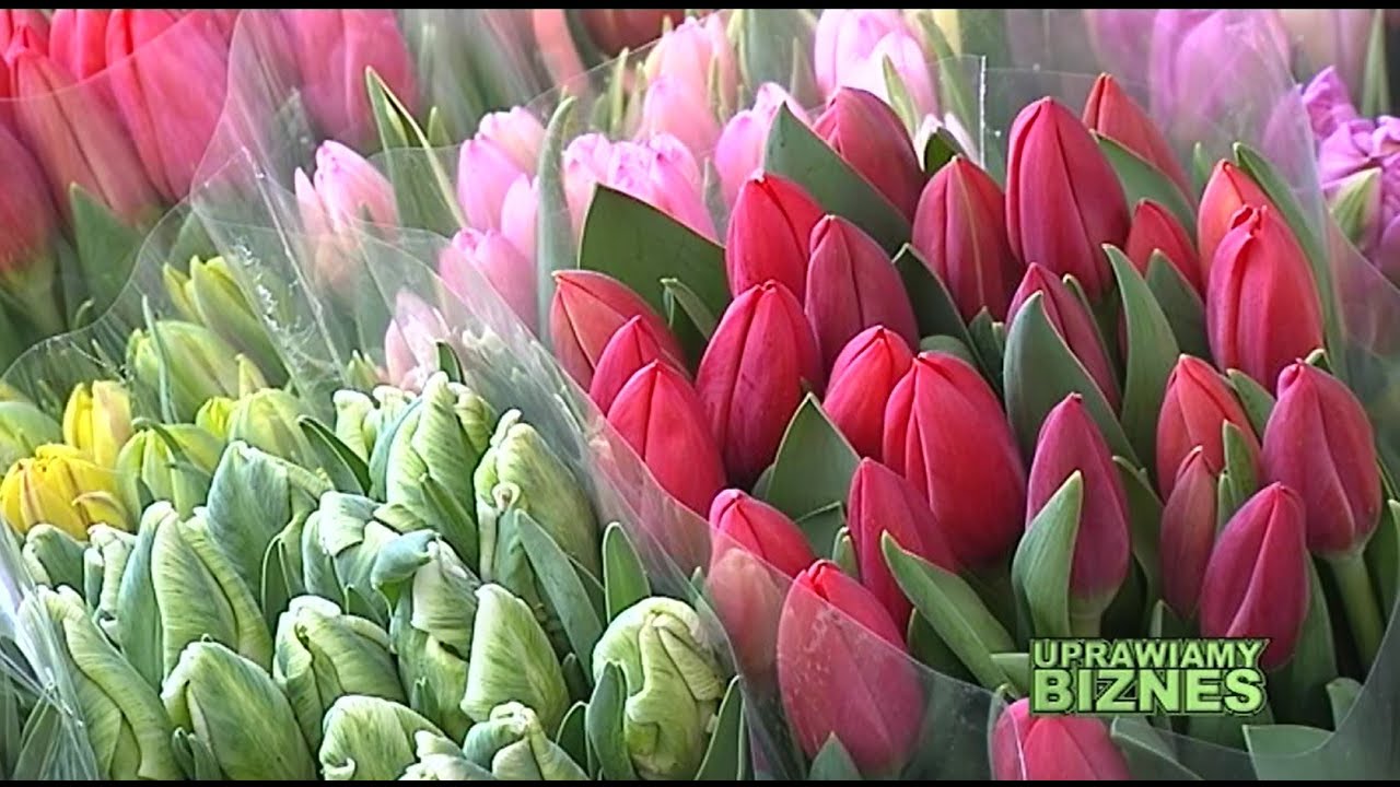 Wszystko o uprawie tulipanów (część 1/2) - Uprawiamy Biznes
