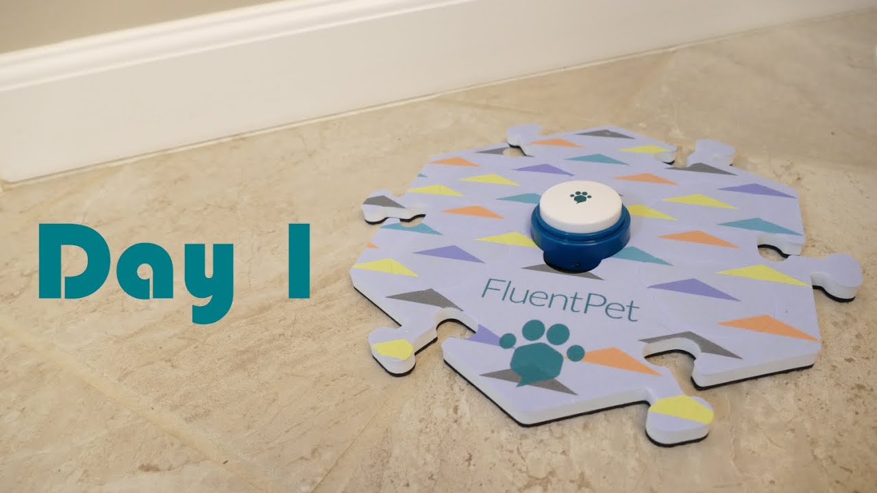 Day 1 - The First Word | Teaching Our Cats to Talk