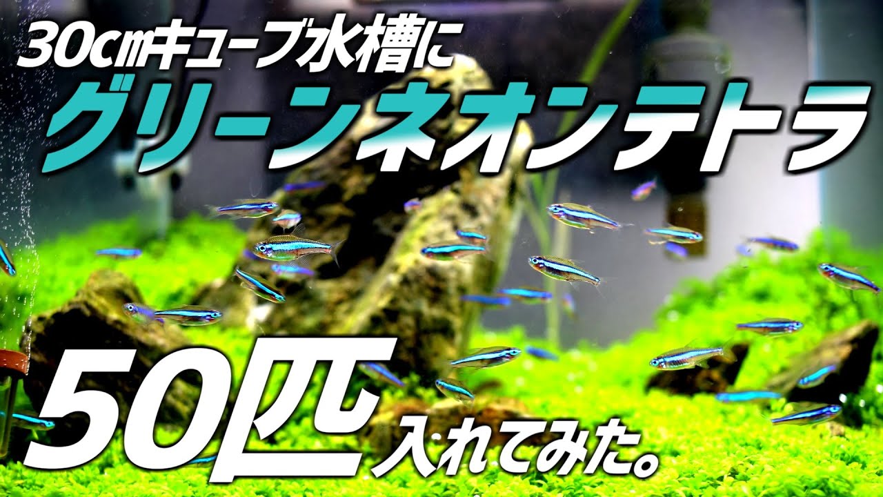 グリーンネオンテトラ50匹を草原レイアウトの30㎝キューブ水槽に入れてみた！#104【アクアリウム】