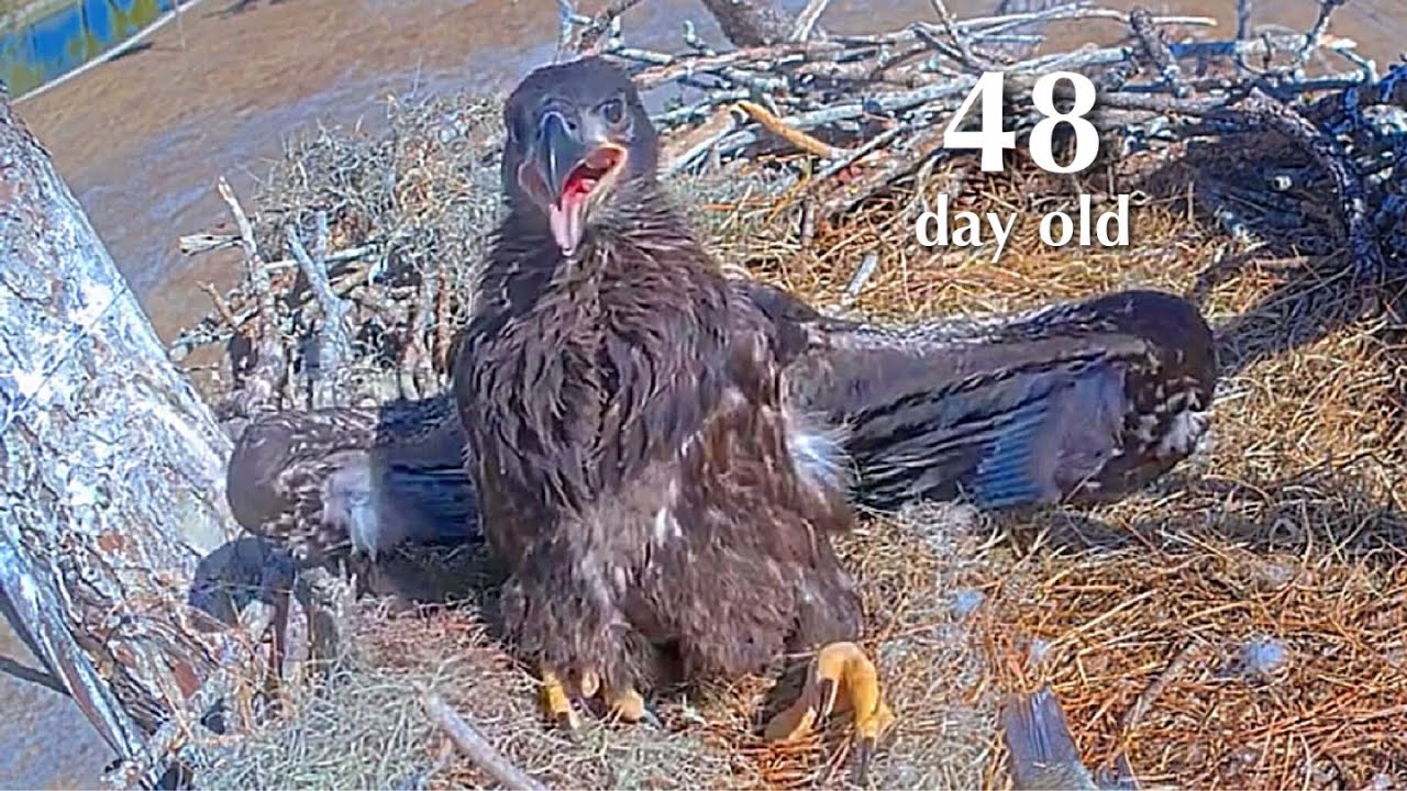 #273🦅E26🐥48°／SWFL Bald Eagle Nest 2025-2026／F23💗M15／Powerd by Southwest Florida Eagle Cam