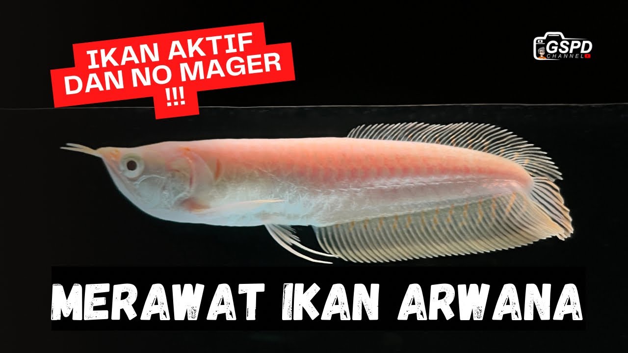 TIPS PELIHARA IKAN ARWANA AGAR AKTIF DAN TIDAK MAGER | ARWANA SILVER ALBINO