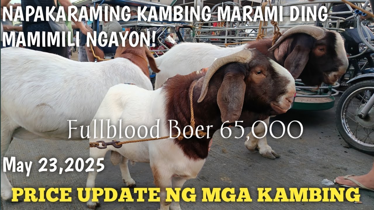 Sobrang Daming Kambing ngayon!Padre Garcia Batangas
