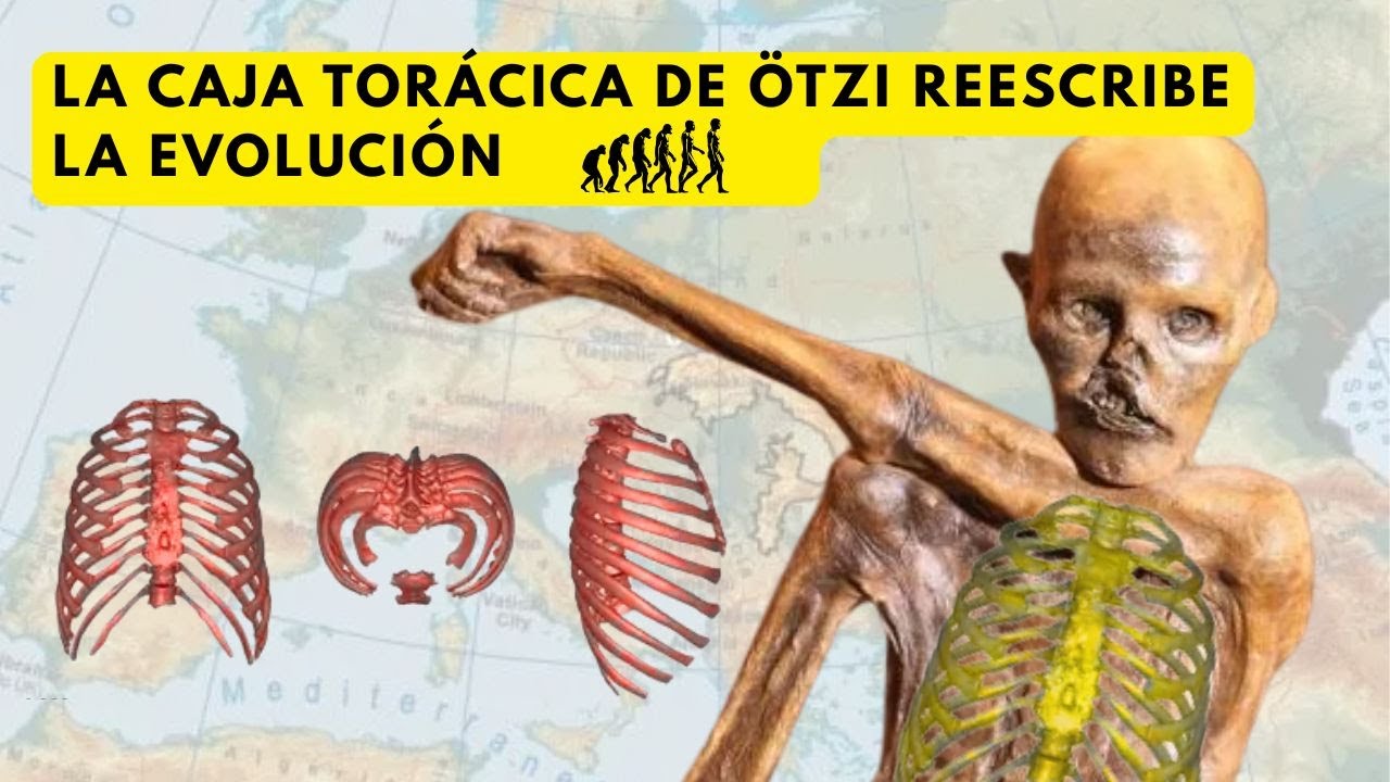 El estudio de la caja torácica de Ötzi, el hombre de hielo, cambió la evolución humana para siempre.