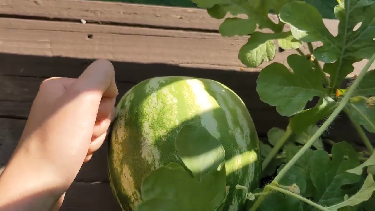 Ripe melon sounds vs unripe melon sounds