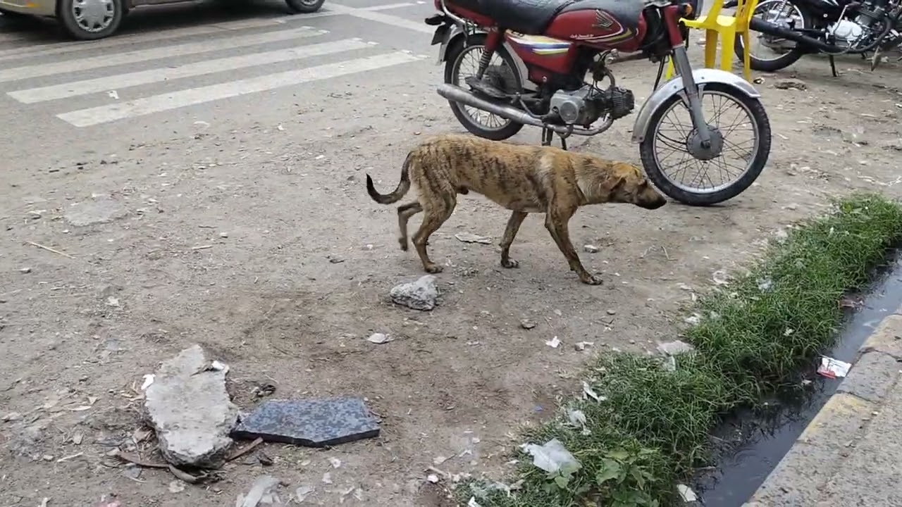 dogs desi kutta  pitbull dogs beautiful video